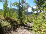 tree_gone