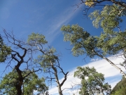 treetops
