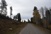 aspens_and_pines