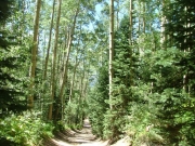 lots_of_trees