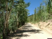 through_trees