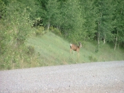 deer_1_part_1