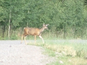 deer_1_part_2