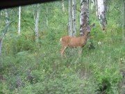 deer_2