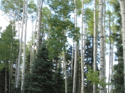 aspens_part_1