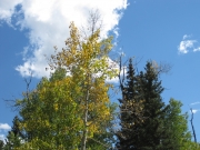 aspens_starting_to_turn