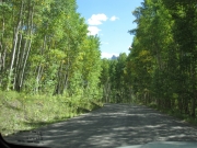 green_aspens