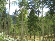 large_aspen_grove