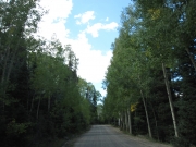 tree_tunnel