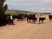 cows