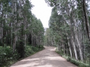 through_trees