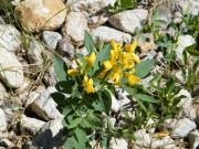 wildflowers