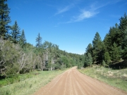 thick_trees