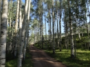 aspens