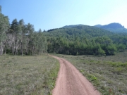 into_the_trees
