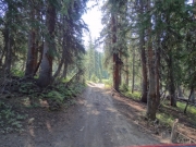 tall_trees