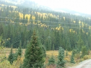 aspens