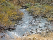 peru_creek_part_5
