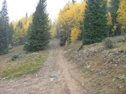 trees