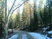 aspens