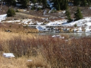 beaver_dam