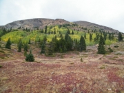 aspens