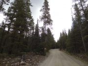 tall_trees