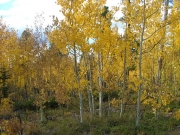 aspens_part_2