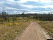 burned_trees