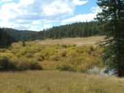 marshy_meadow