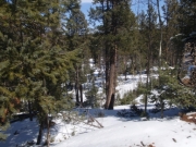 trees