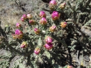 cactus_flowers