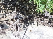 lizard
