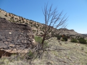 weathered_tree