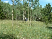 dead_end_meadow