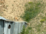 fox_on_the_mine