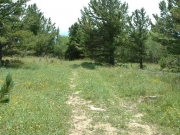trail_through_a_meadow