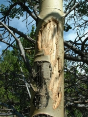 tree_weirdness_part_1