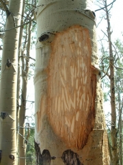 tree_weirdness_part_2
