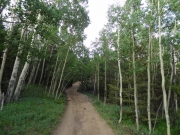 aspens