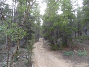 between_trees