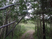 canopy