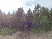 into_the_trees