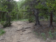 roots