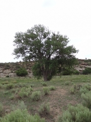 big_tree