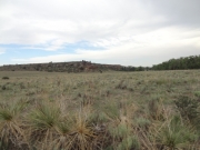 desert_green