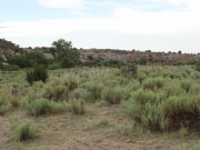 desert_plants