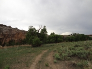 north_canyon_trees