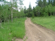 aspen_trees
