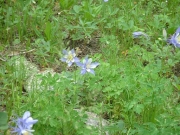 columbines